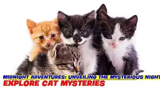Midnight Adventures: Unveiling the Mysterious Nighttime Rituals of Cats