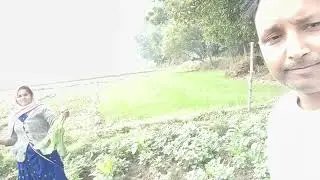 आओ मेरे मित्रो मैं दिखाऊं, हमारे खेत में क्या क्या बोया गया है #video#viral#vlogs