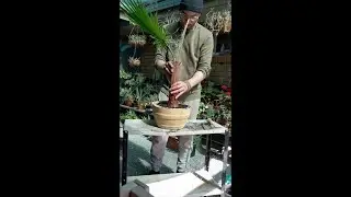 Washingtonia Palm repot