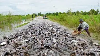 Mastering the Art of Catching Copper Snakehead Fish