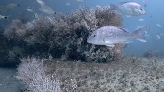 Scuba Diving the John C. Leone Reef Offshore Jacksonville Florida.