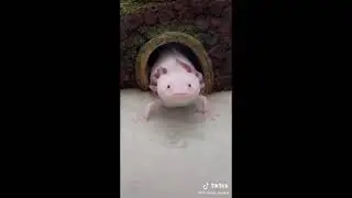 Cute axolotl tiktoks!