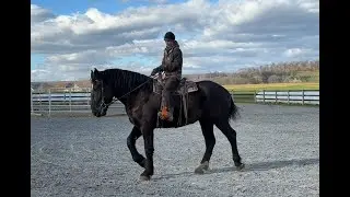 PERCHERON 18 HANDS TALL TRAINED TO RIDE
