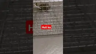 #mousecaught#shortvideoviral