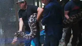Goldie, the record breaking reticulated python at Skunk Ape Research Headquarters in Florida died