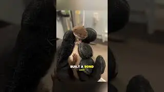 Girl Rescues Tiny Stoat&hellip; What Happened Next Is Adorable 🦦❤️ #flyxo #animalstories