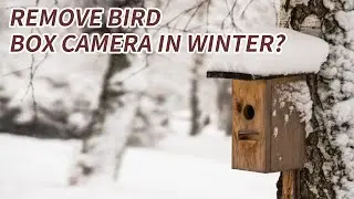 Do You Need to Take Out the Bird Box Camera in Winter? | Birdwatching Gear Guide