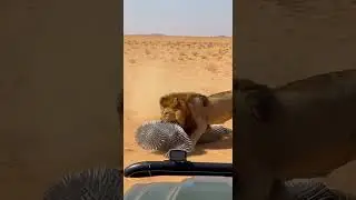 Spiked Armor Knight vs  Lion Pride 🦁. Epic Confrontation