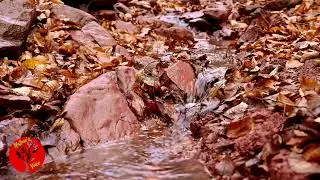 Peaceful Stream In Autumn