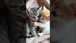 #KittenASMR 🐾🎶#PurringParadise 😻🎧#SoftMeows ✨🐾#TinyPawsBigSounds 😸💖#RelaxWithKittens 🎧