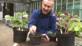 How to pot on hellebores