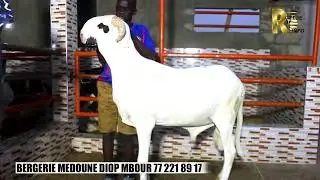 BERGERIE MEDOUNE DIOP MBOUR 77 221 89 17
