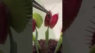 Venus FlyTrap Feeding