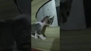 guys my cats seeing mirror #cat #funny #catvideos #viralshort