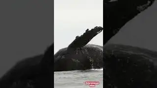oh my god#whale#status#trending#viral#video#movie#short #shortsvideo #song