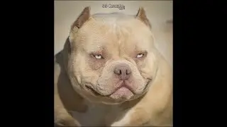 ЗОЛОТОЙ питомник года!!! Louis V Line Oro x Big Dogs Romania Phara