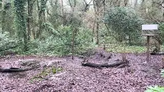 Risley Moss Bird Hut