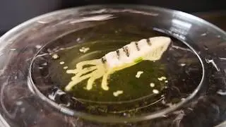 3D Bioprinting Solutions - Food Printing / Фудпринтинг
