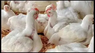 VISITS J-PRIDE POULTRY FARM & INVESTMENT LTD KITGUM