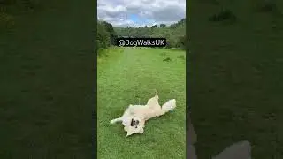 Find #dogwalks with Stan @DogWalksUK #goldenretriever #goldenretrieverdaily #dogsofyoutube #dog