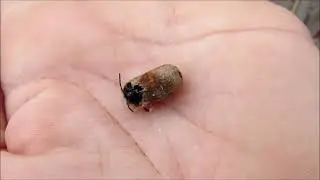 Mason Bees Hatching at the Nursery