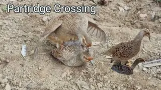 Partridge Crossing | teetar meeting | Partridge birds meeting