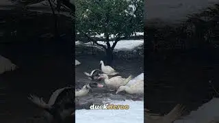 Snowy Throwback &ndash; Ducks Gone Wild!