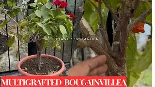 All about Multigrafted Bougainvillea plant 