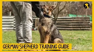 How to Train Your German Shepherd: A Step-by-Step Guide