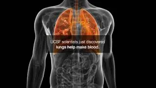 Inside the Lungs: Making Blood