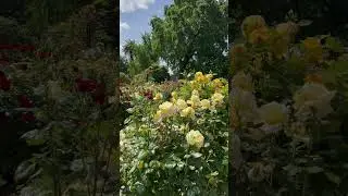 Beautiful Sunday in Sacramento&hellip; #meditation #relaxation #relaxing #nature #shorts