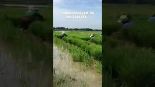 BUHAY MAGSASAKA#ilokanovlogger #buhayprobinsiya #magsasaka#shortsviral