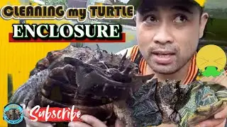 Cleaning my 3 Dragon Turtle (Mata-Mata, Alligator Snapping turtle and Red Eared Slider turtle) Tank.