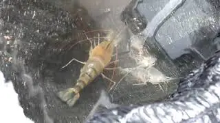 Cara Praktis Budidaya Udang Galah Yang Menguntungkan