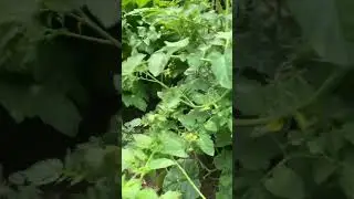Monster Tomato Growth!!