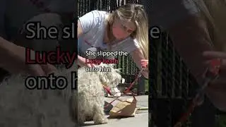 A dog was looking for a girlfriend and got lost - full video: www.HopeForPaws.org 💘  #animalrescue