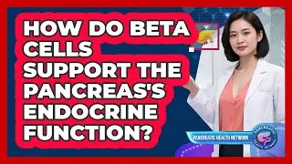 How Do Beta Cells Support The Pancreas's Endocrine Function? - Pancreatic Health Network