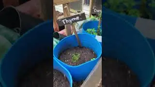 Backyard garden tour in Richmond Virginia zone7b.