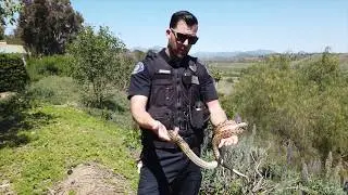 Snake Safety Reminders