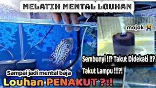 LOUHAN PENAKUT ?? -  Rawatan harian dan melatih mental louhan | PROGRESS