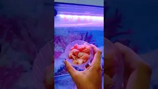 Oscar fish vs chicken 🐔 || Oscar fish feeding chicken 🍗 || Protein food for Oscar fish 🐟