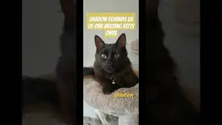 Shadow Reminds Us of Our Missing Kitty, Onyx.