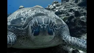 GILI ISLAND BEST DIVING SPOT |  TURTLES HEAVEN