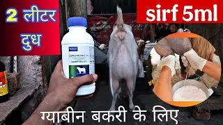 बकरी गयाबीन है यह पिलाओ ||#pregnantgoat|| how to increase goat milk and udder #goatfarm #goatmilk