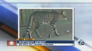 Big wild cat causing concern for Detroit residents