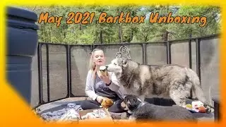 May 2021 @Barkbox unboxing and Review with Raffey and Tigger @BARK