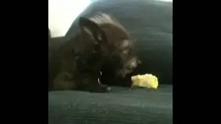 Dog eating a apple core