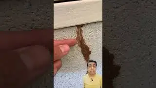 termite treatment process।