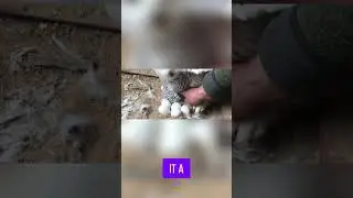 Coruja vs Husky
