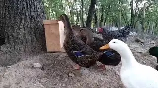 Boy Duck Problems; Phallus Prostration Treatment (This May Get a Little Awkward)